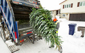 Collecte de sapins naturels