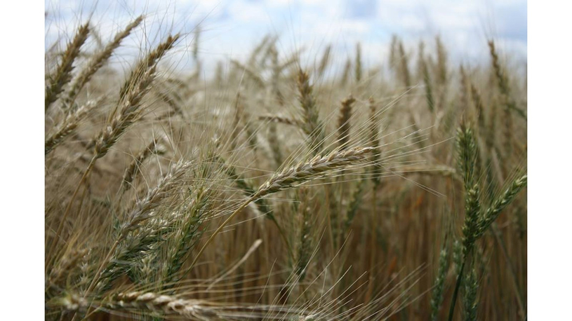 Les producteurs de grains ne craignent pas la politique bioalimentaire
