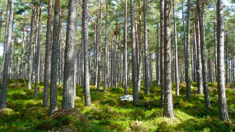 Mai, mois de l’arbre et des forêts