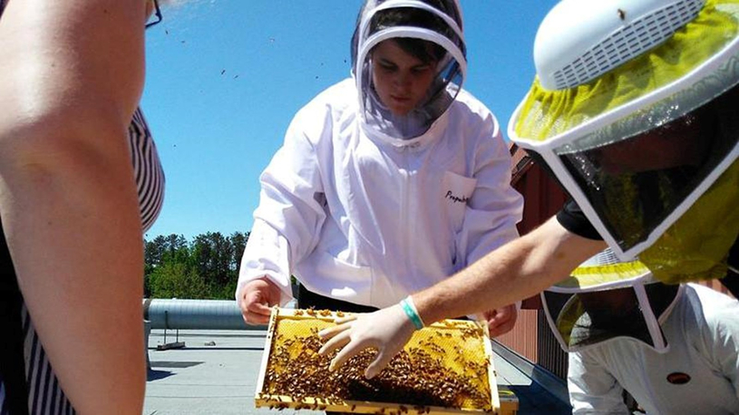 Des abeilles sur le toit du cégep de Trois-Rivières 