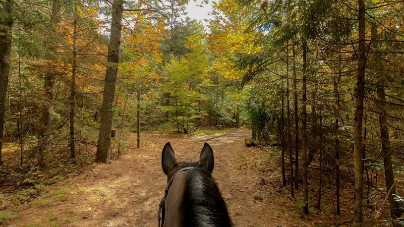 Quelle est votre activité d'automne préférée ?