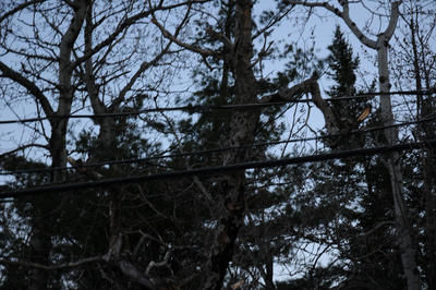 Le vent frappe aussi à Bois-des-Filion