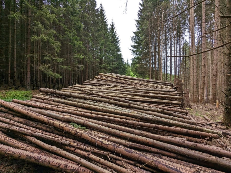 Le CIFQ interpelle les partis politiques sur l’avenir de la forêt 