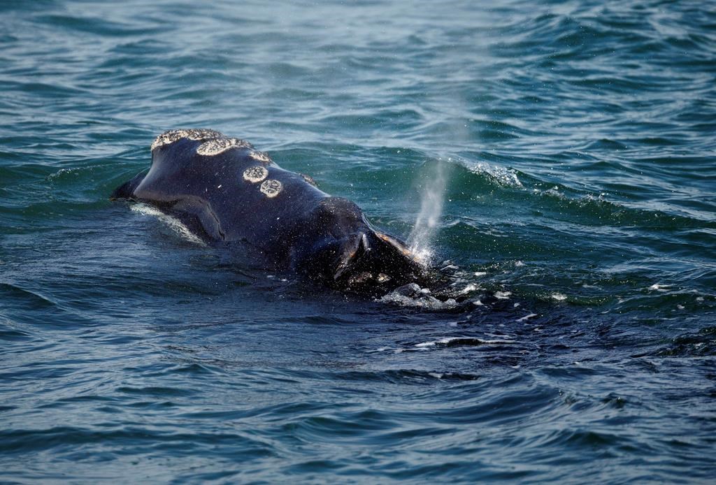 Une baleine coincée dans de l'équipement aperçue à l'est de Gaspé