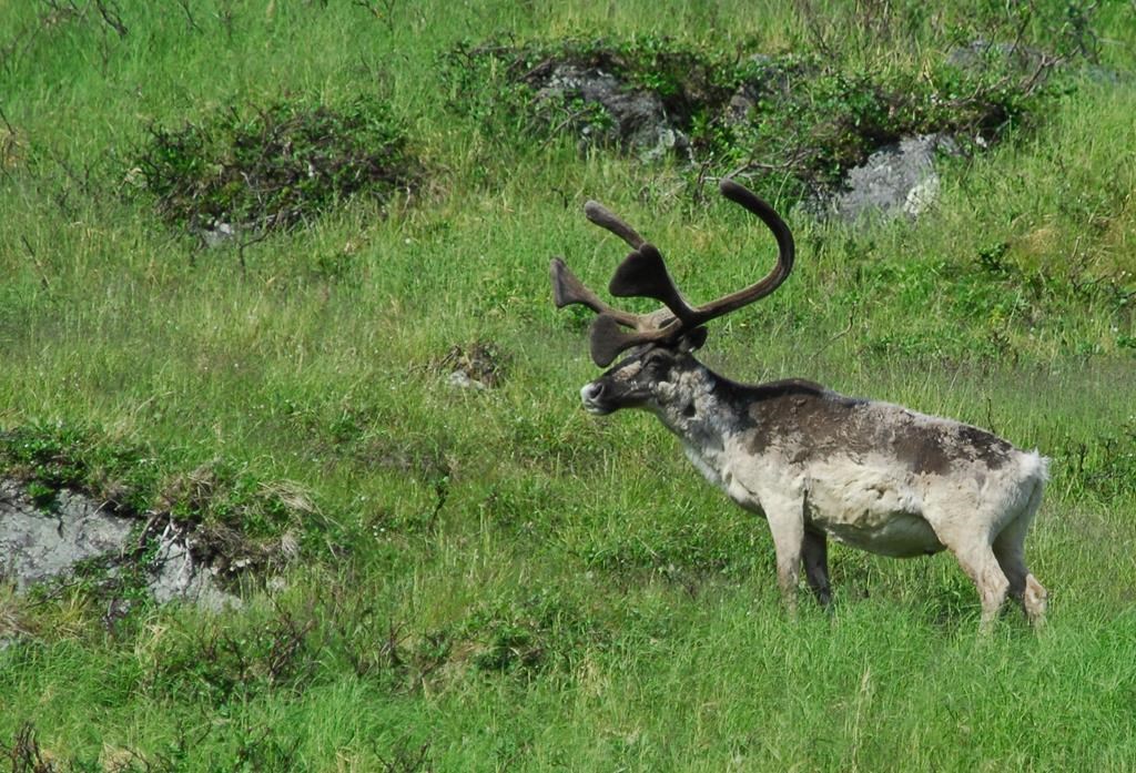 Caribou: Ottawa demeure prêt à s'imposer à défaut d'un plan satisfaisant de Québec