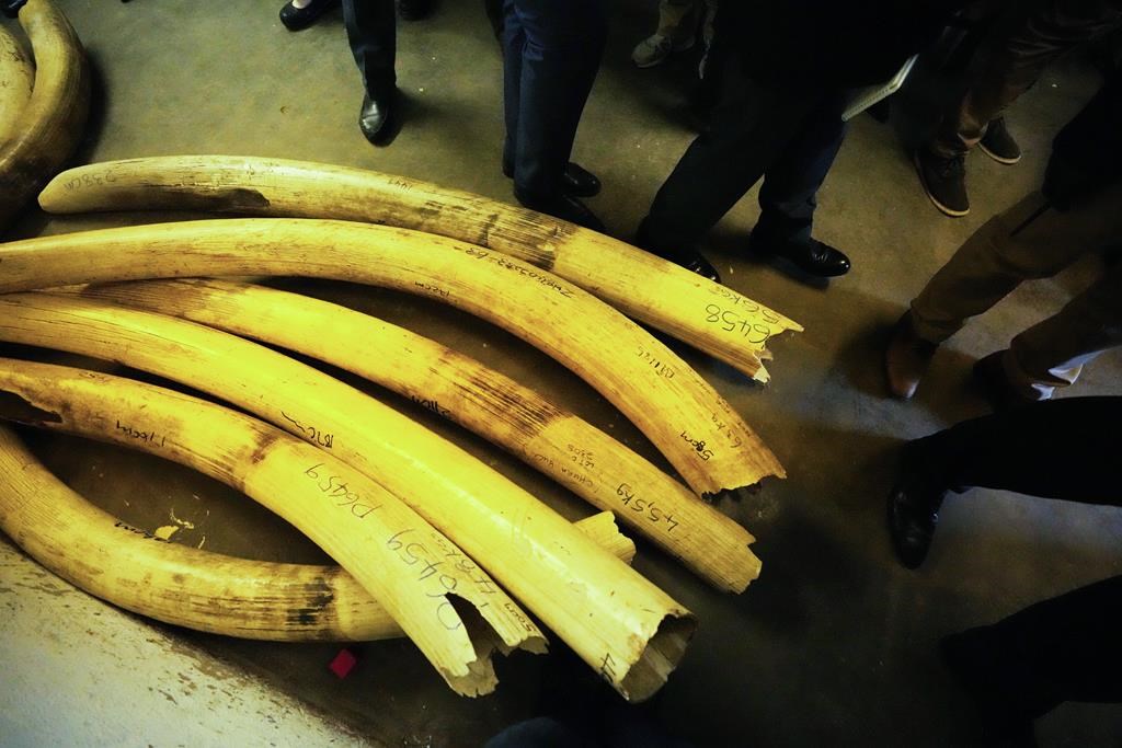 Le Zimbabwe demande du soutien pour la vente de son stock d'ivoire saisi