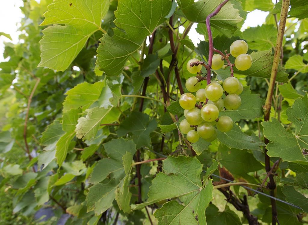 Ottawa crée un programme d'aide de 166 millions $ pour les vignobles