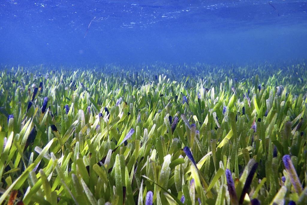 La plus grande plante du monde est identifiée en Australie