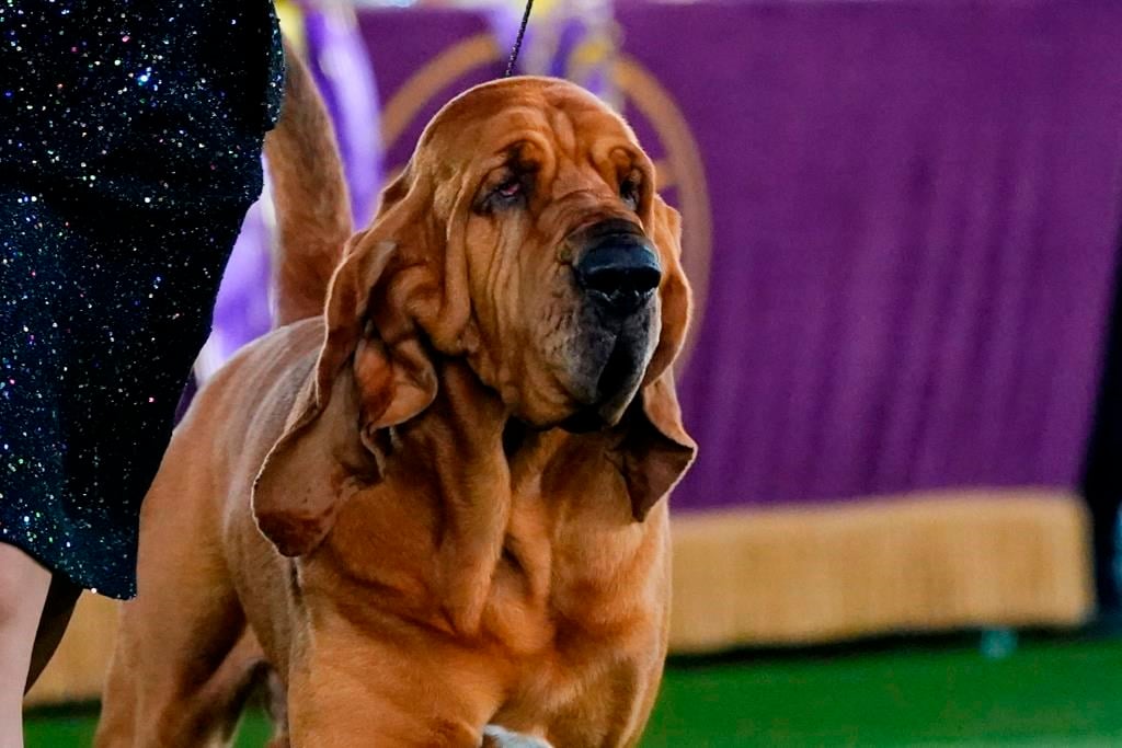 Un chien de Saint-Hubert remporte les grands honneurs du concours de Westminster