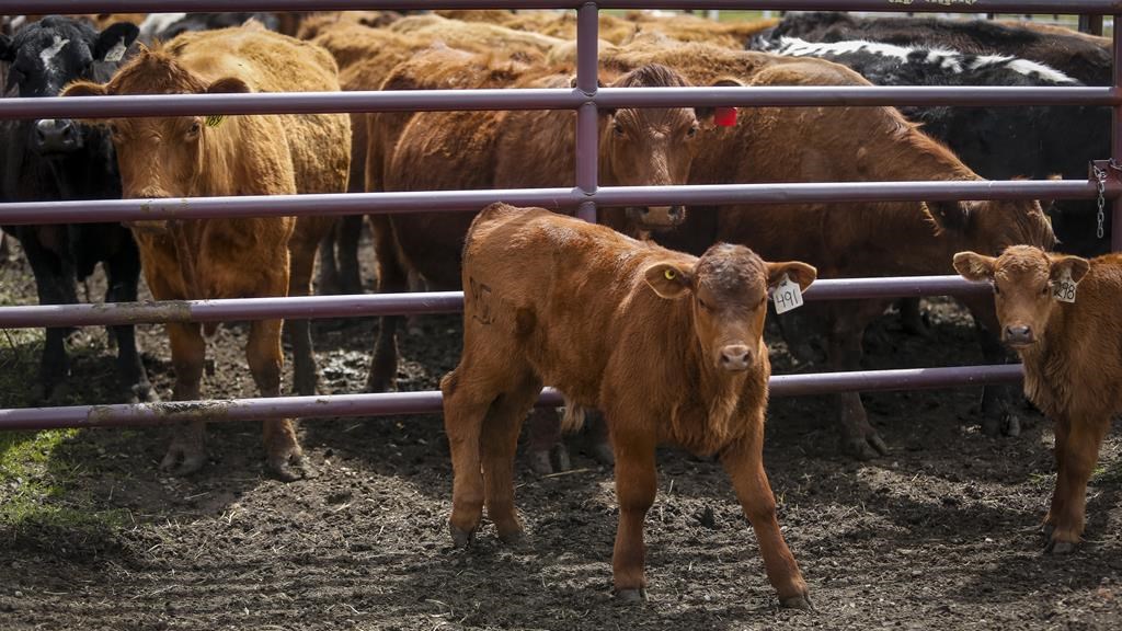 Un groupe d'éleveurs s'oppose à la «vilification» du bœuf de Santé Canada