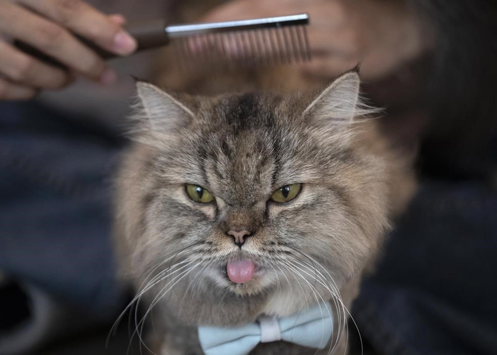 Les gens atteints de la COVID peuvent contaminer leurs animaux domestiques
