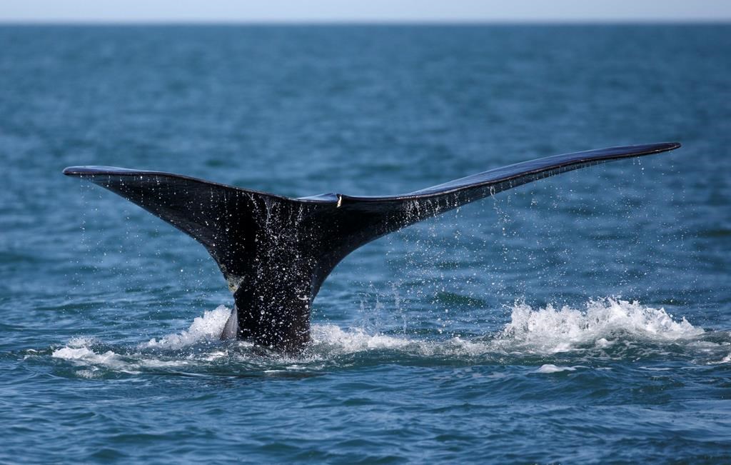 La baleine noire empêtrée Snow Cone a été aperçue au large du Nouveau-Brunswick