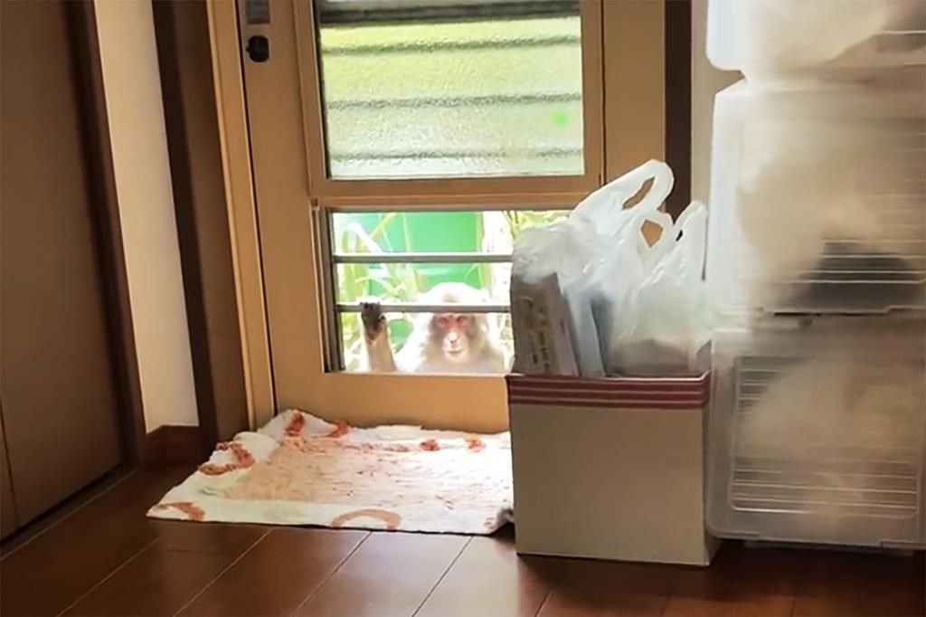 Une ville japonaise s'inquiète à la suite de plusieurs attaques par des singes