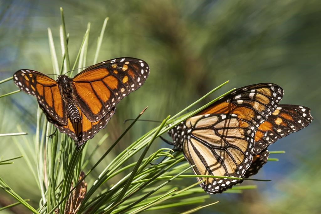 Les papillons monarques sont en difficulté : voici comment vous pouvez les aider