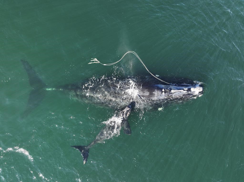 Maine: un tribunal fédéral protège les baleines noires de l'Atlantique