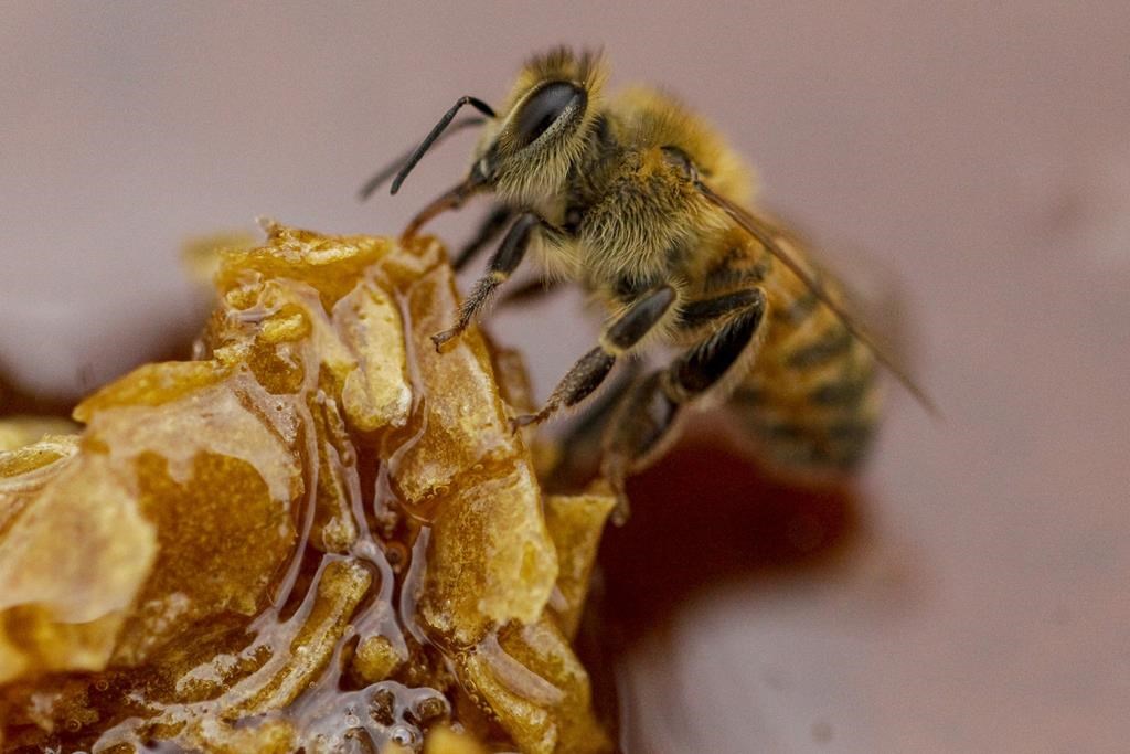 La prolifération d'une espèce d'acariens a nui aux colonies d'abeilles au pays