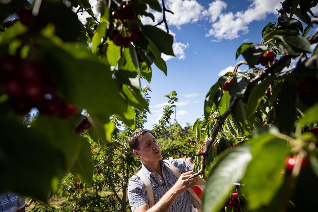 C.-B.: Justin Trudeau témoin lundi des ennuis de producteurs fruitiers de l'Okanagan