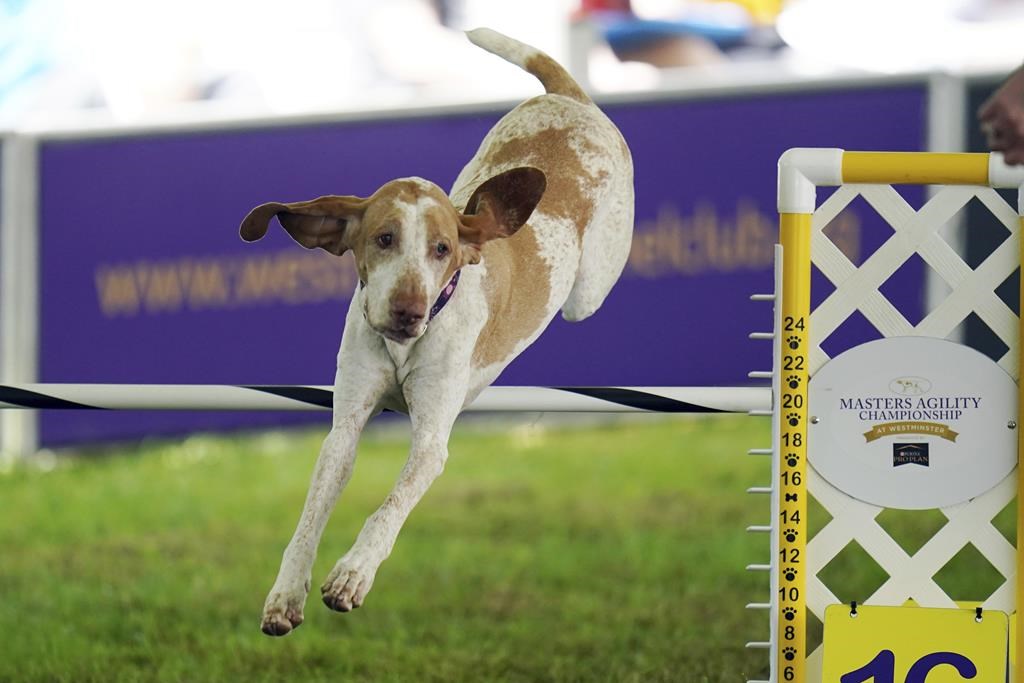 L'American Kennel Club accueille le braque italien