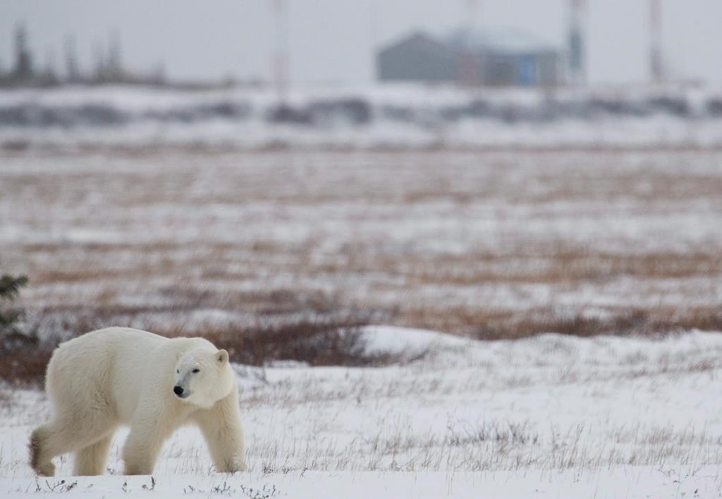 Le nombre d'interactions entre des ours polaires et des humains s'est accru