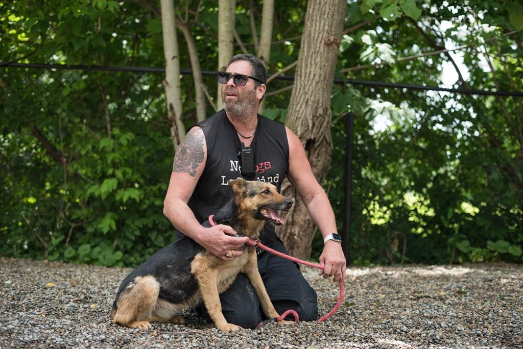 Des chiens afghans sauvés d'Afghanistan arrivent à un refuge de Toronto