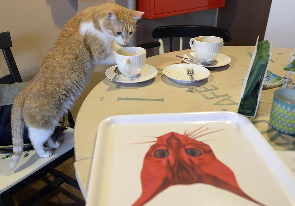 Le chat serait une espèce envahissante, selon un institut polonais