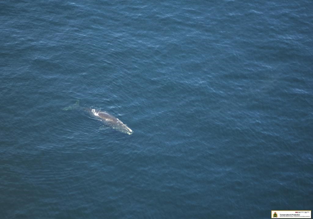 Une baleine noire est empêtrée dans le golfe du Saint-Laurent, dit Pêches et Océans