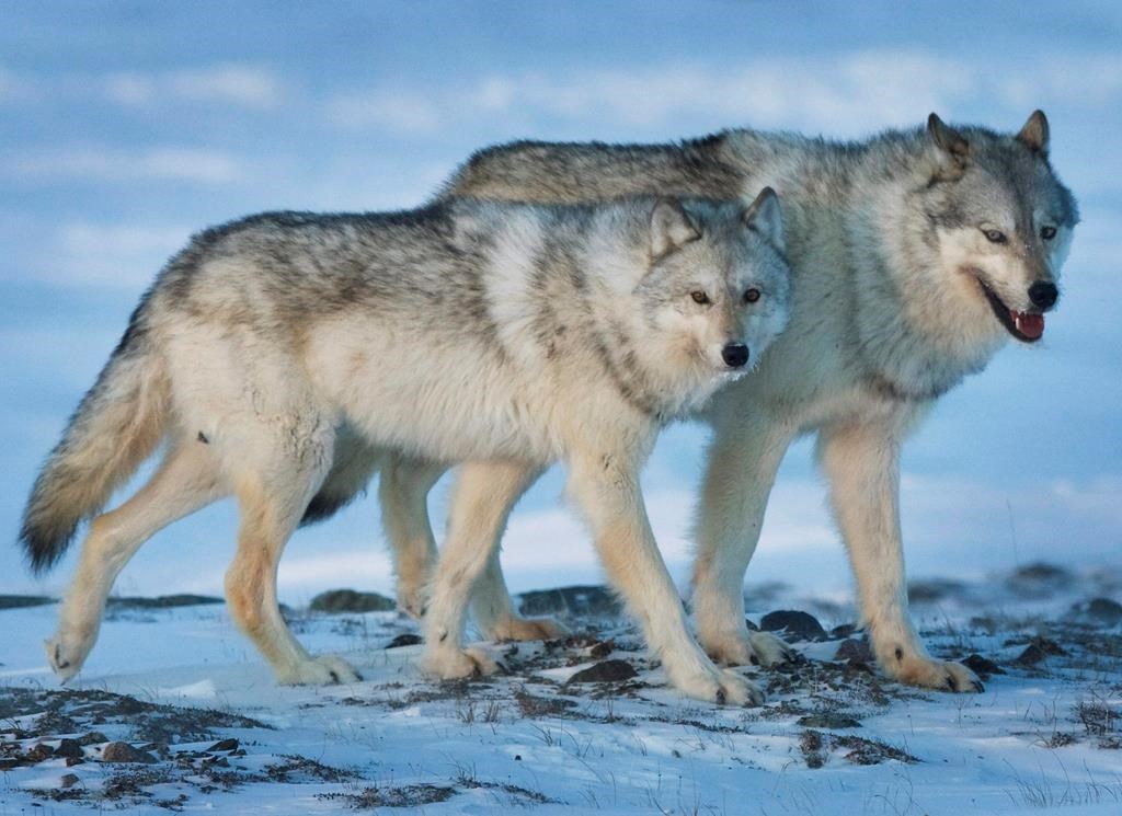 Des loups se sont échappés du Zoo du Grand Vancouver, aucun danger pour le public
