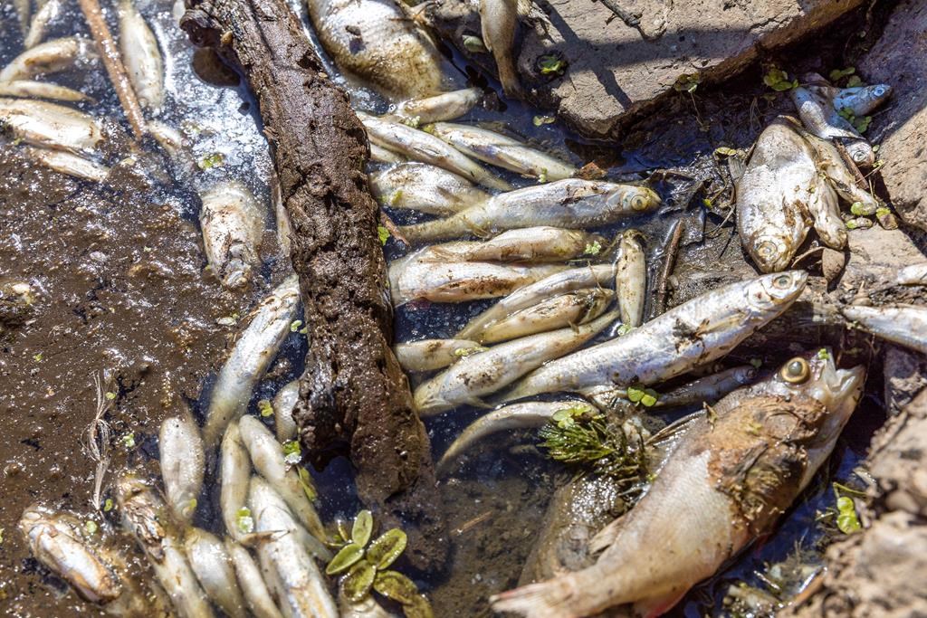 La forêt brûle et les poissons meurent en Europe