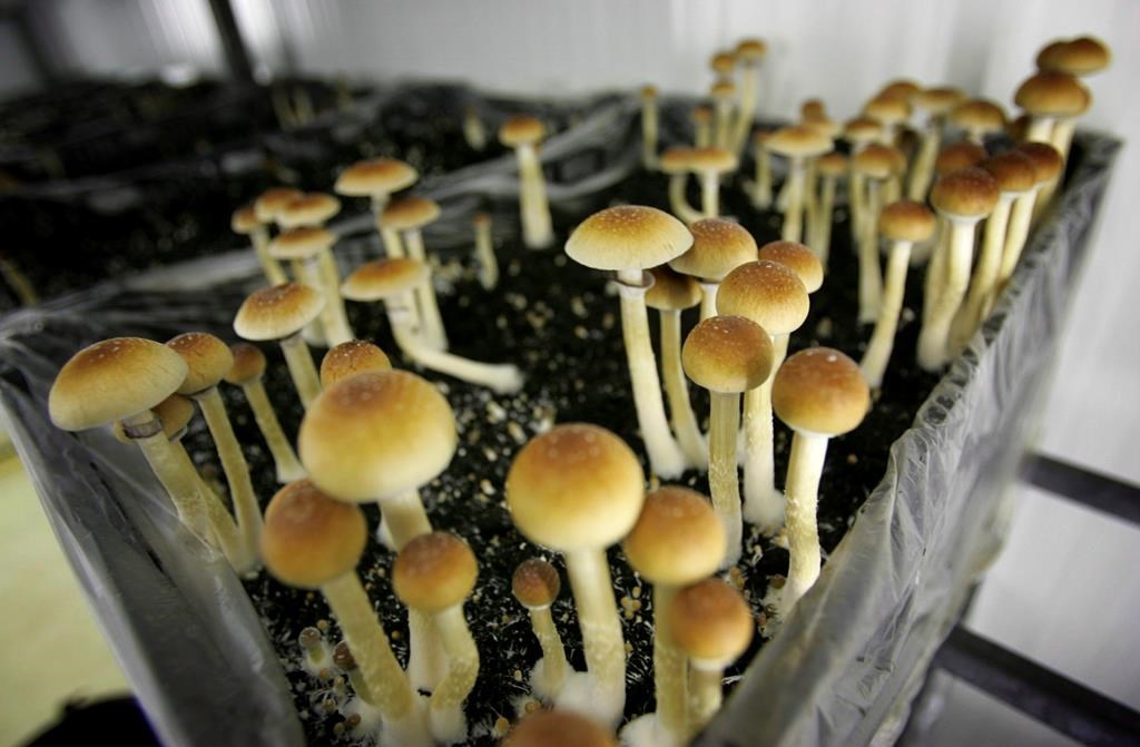 Des experts voient la décriminalisation de certains psychotropes d'un bon oeil