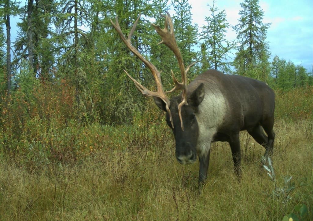 Québec et Ottawa concluent une entente pour protéger le caribou