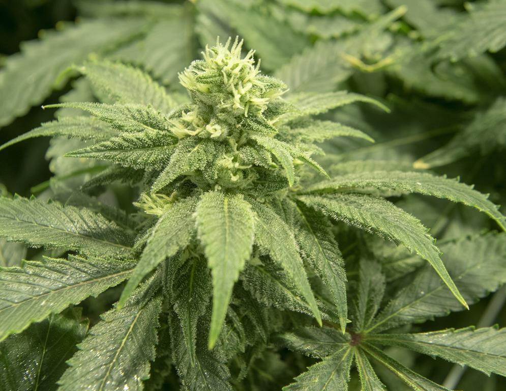 Plusieurs projets de loi au Congrès américain pour décriminaliser le cannabis
