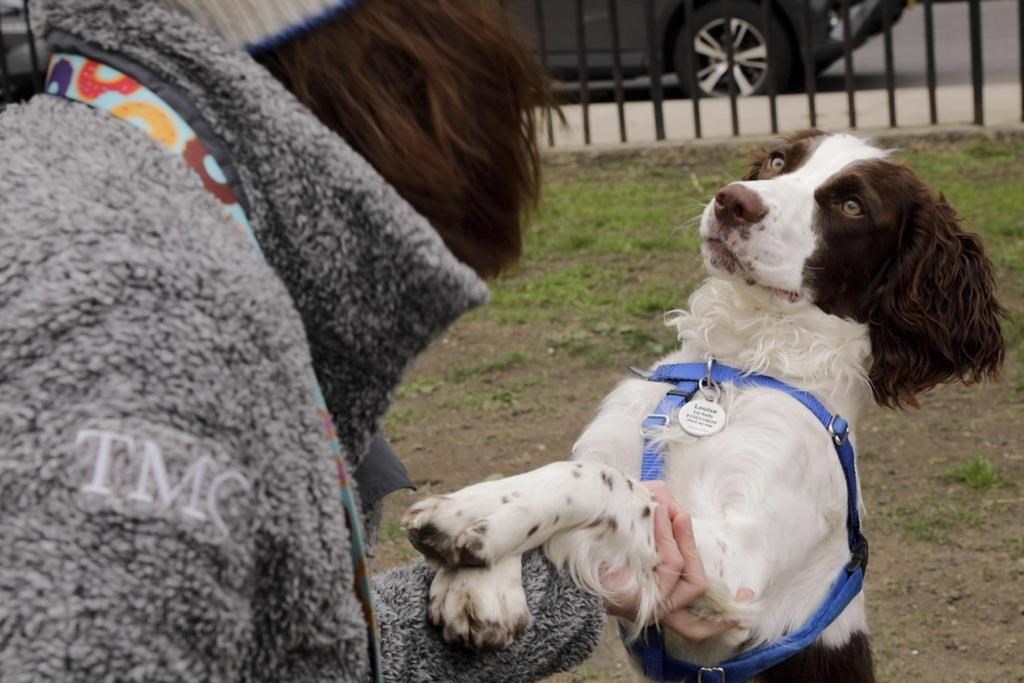 Une certification pour bien encadrer les petits éleveurs de chats et de chiens