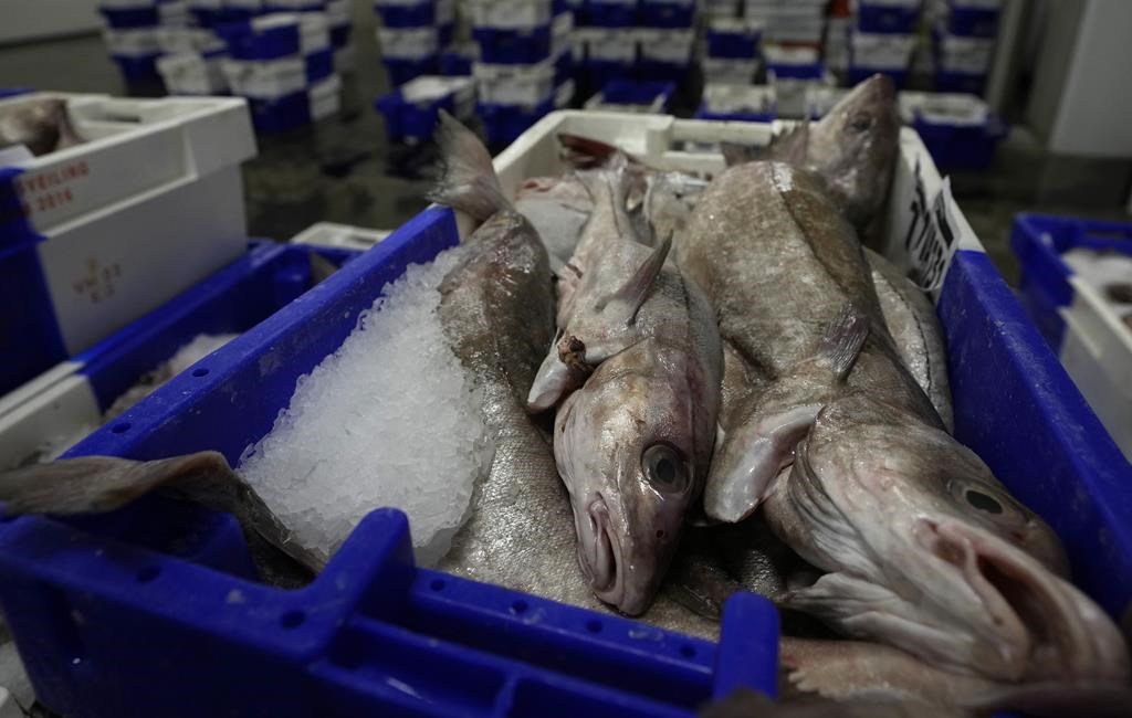 Surpêche, étiquetage et travail forcé: Oceana Canada critique le gouvernement fédéral