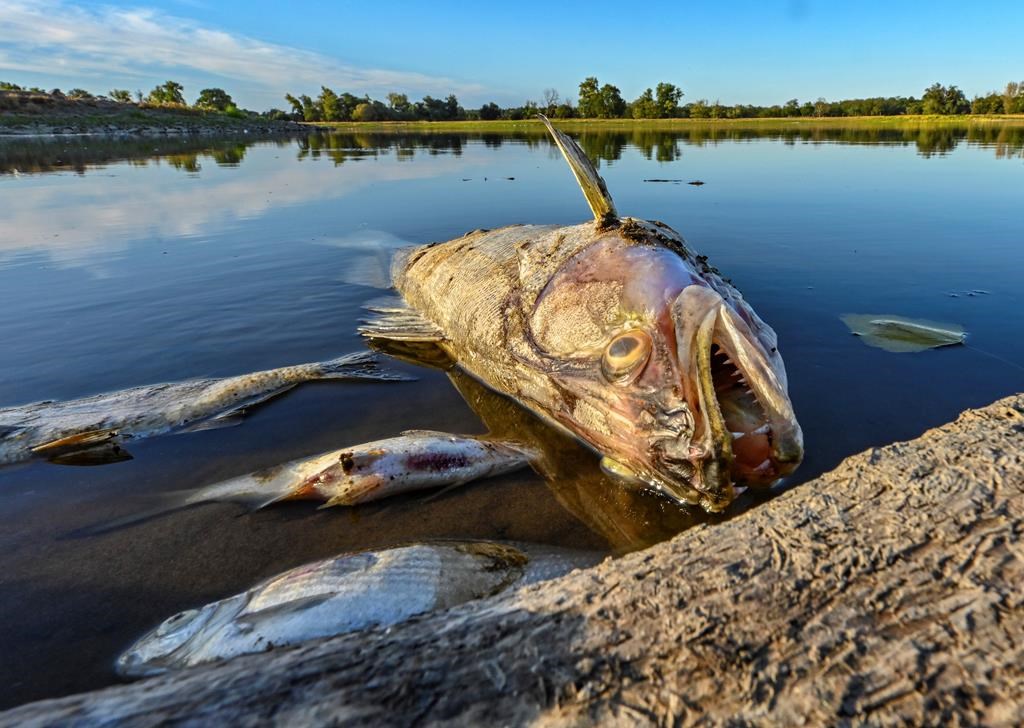 La Pologne enquête sur une catastrophe écologique