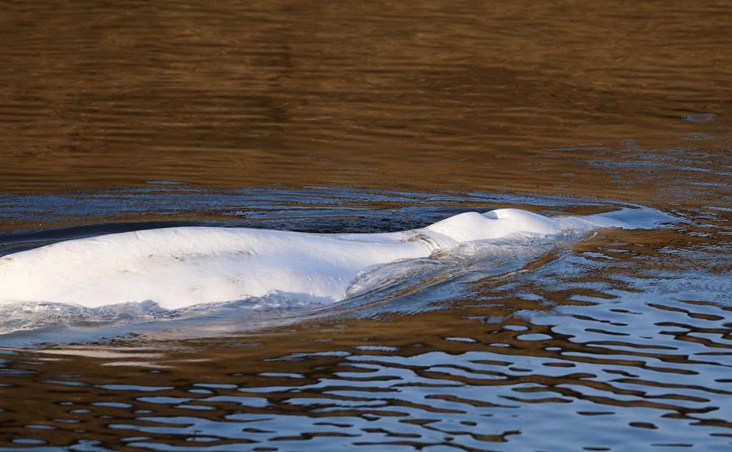 Le béluga qui s'était retrouvé coincé dans un fleuve de la France est mort