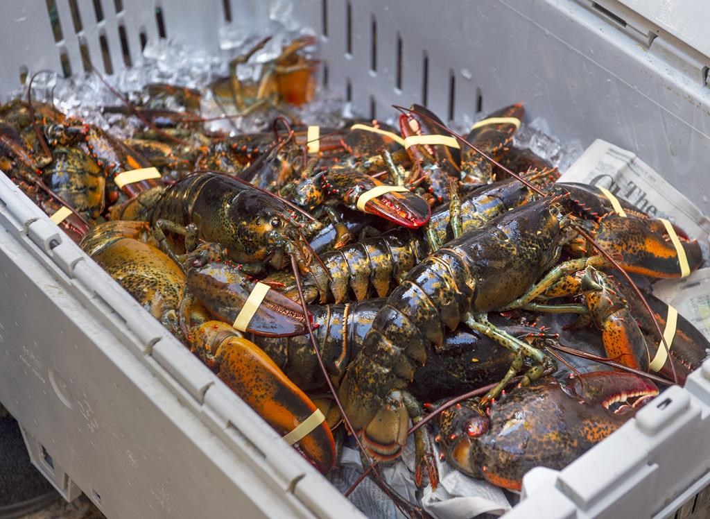 Des pêcheurs de homards et de crabes dénoncent la liste rouge pour aider les baleines
