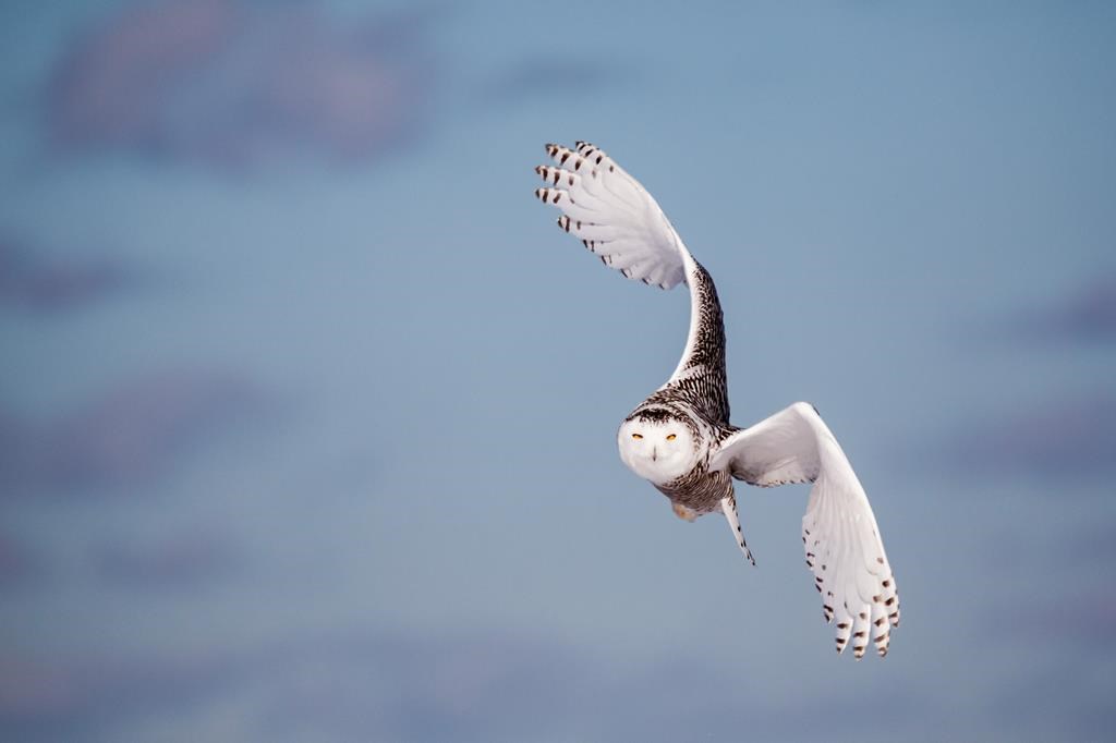 Un nouveau site internet suit les migrations des oiseaux en Amérique du Nord