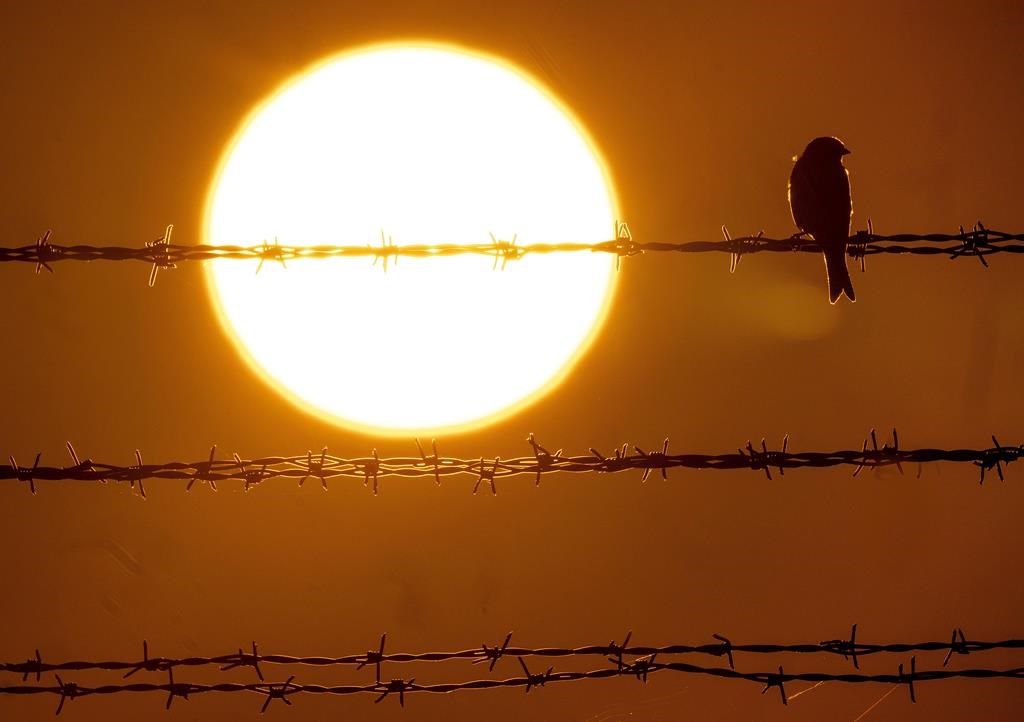 Le confinement lié à la pandémie a modifié le comportement de certains oiseaux