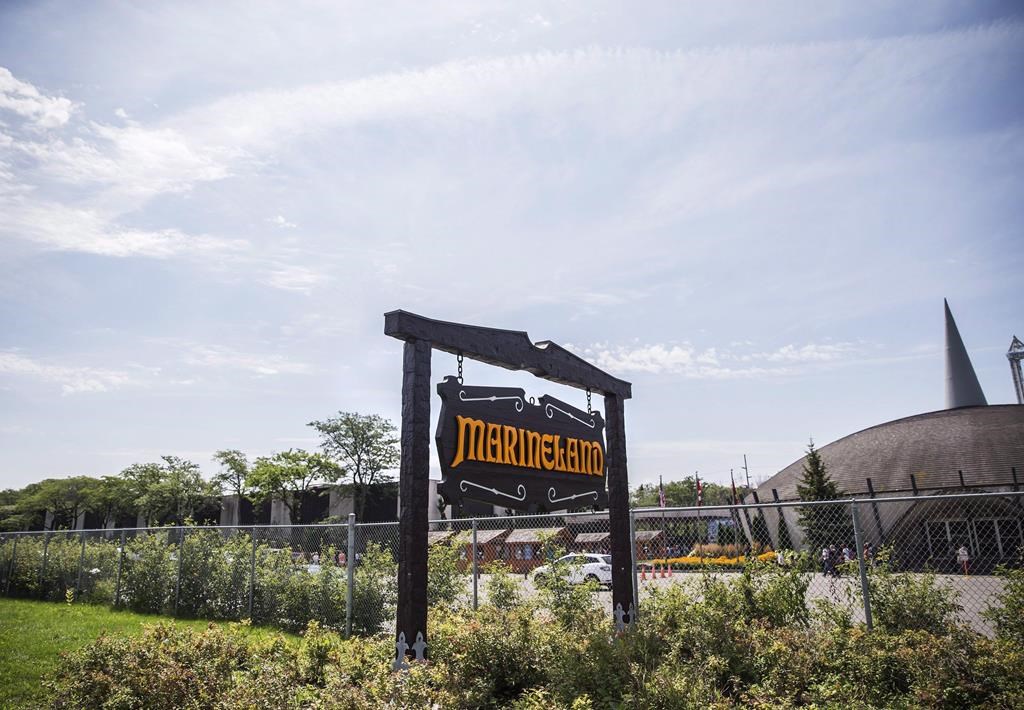 Marineland va transférer ses deux derniers morses dans un autre établissement
