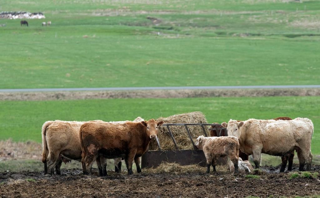 UPA: portes ouvertes à la ferme et enjeux électoraux en agriculture
