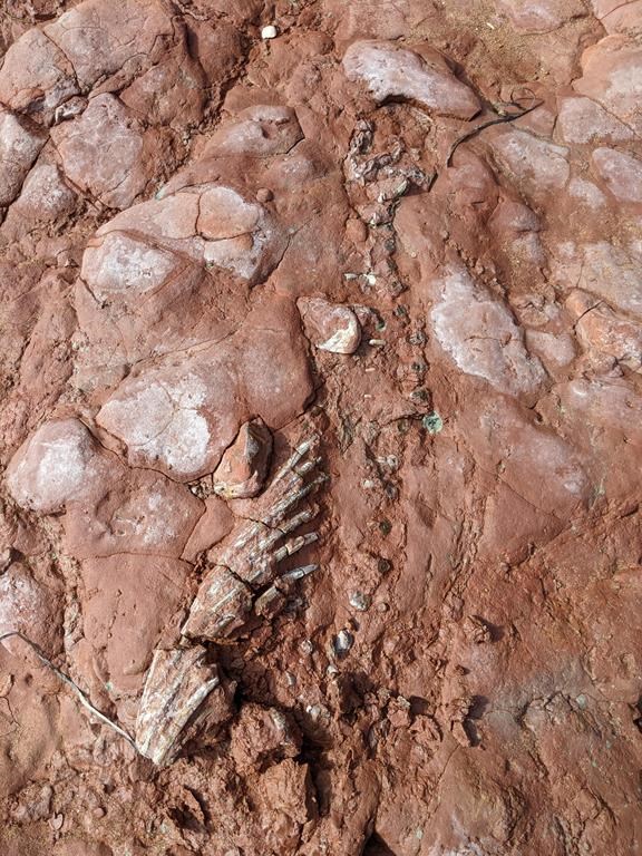 IPÉ: fossile de 300 millions d'années découvert par une femme qui promenait son chien