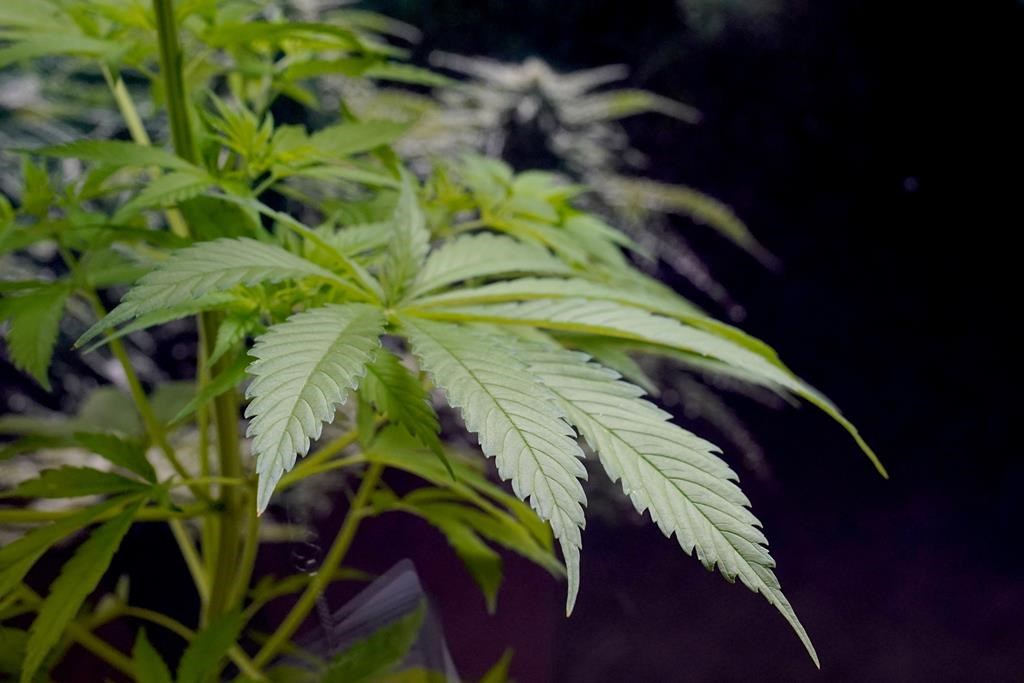 La Cour suprême entend une contestation de l'interdiction de culture du cannabis