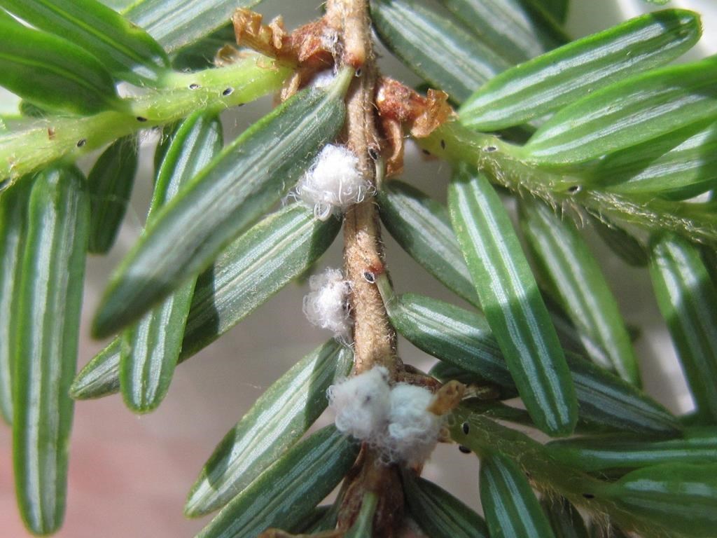 Ontario: infestation du puceron lanigère de la pruche, un insecte envahissant