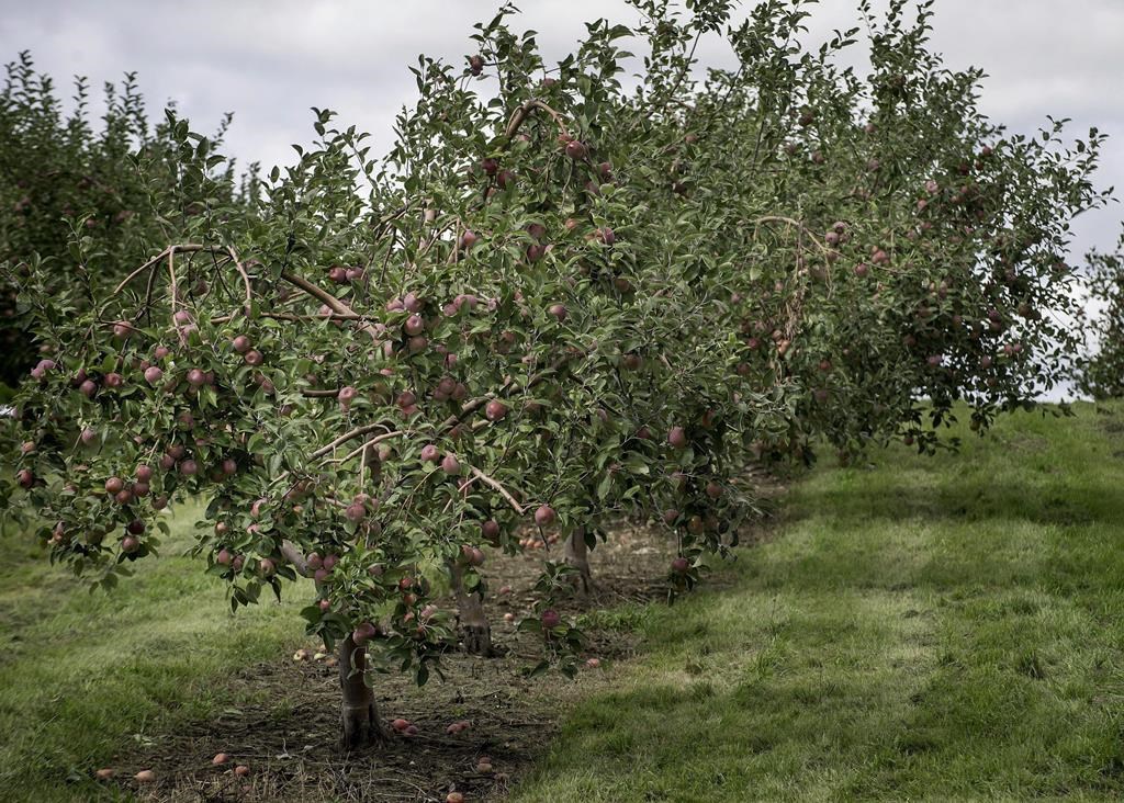 La saison des pommes est lancée et la récolte s'annonce bien