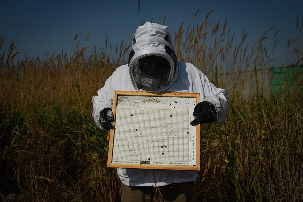 Des scientifiques développent un traitement contre les parasites des abeilles