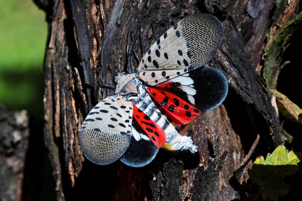 Climat: de nouveaux insectes causent des ravages aux cultures québécoises