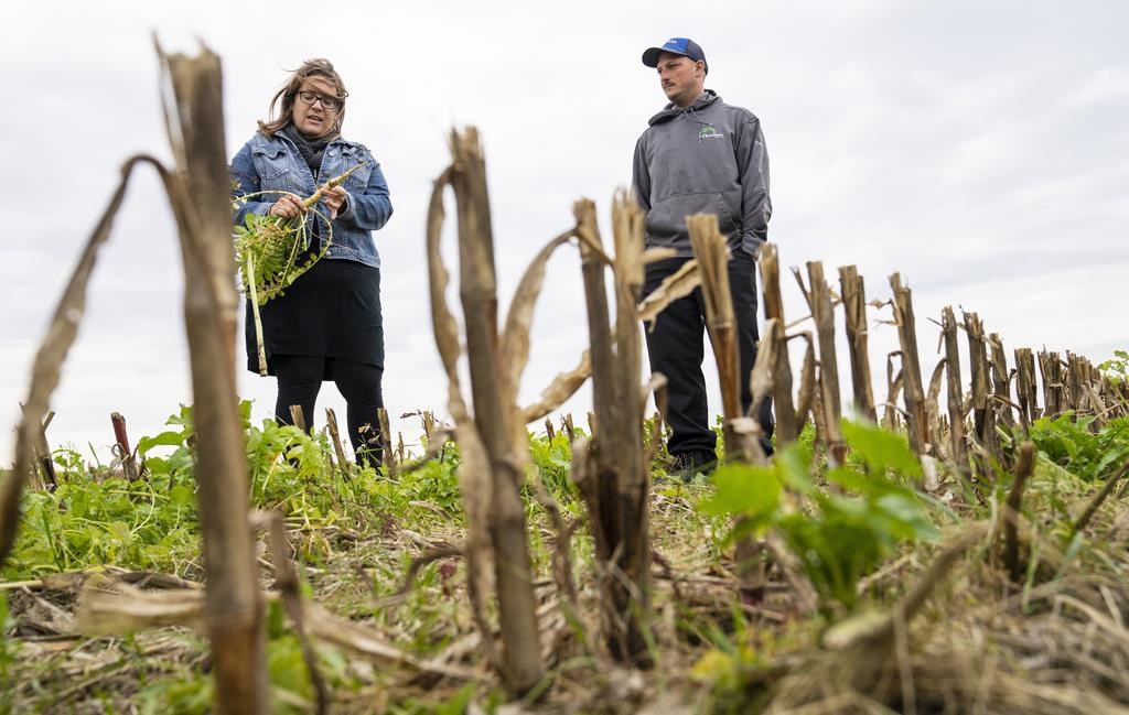 Des agriculteurs québécois pensent au sol pour lutter contre le changement climatique