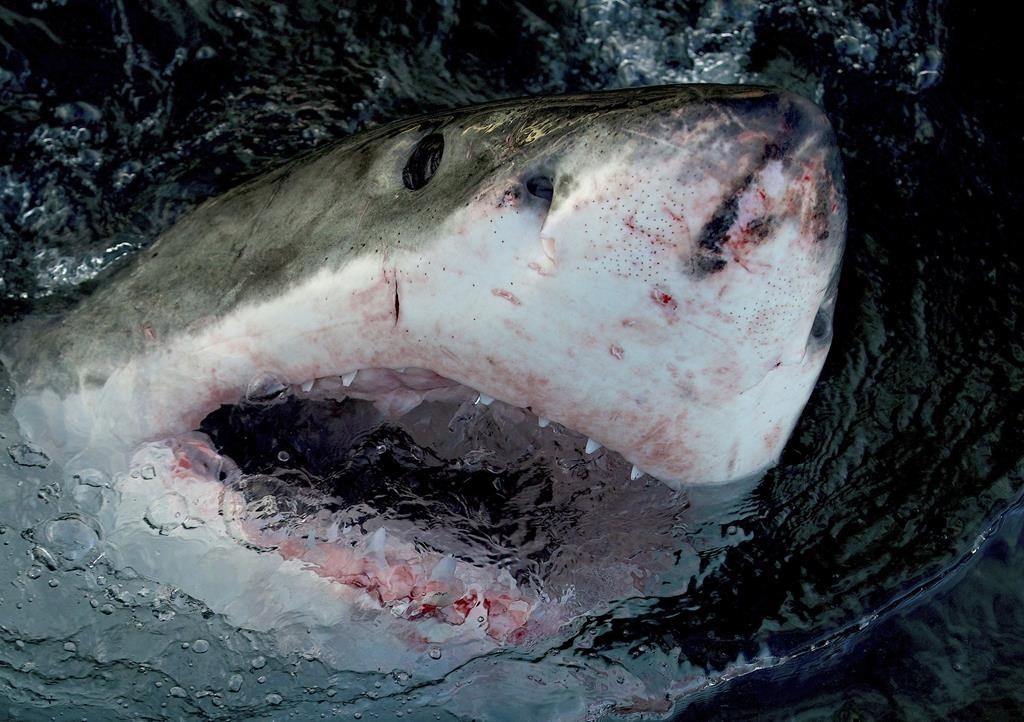Canada atlantique: la mort de deux requins blancs est inexpliquée par des chercheurs