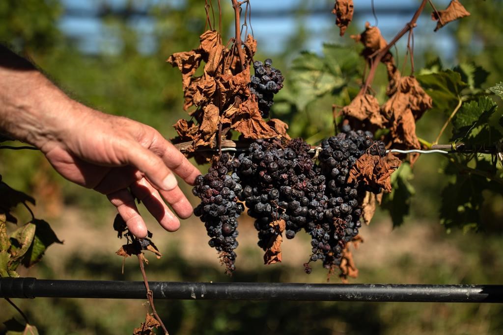 Changement climatique: les vignerons ontariens cherchent des solutions