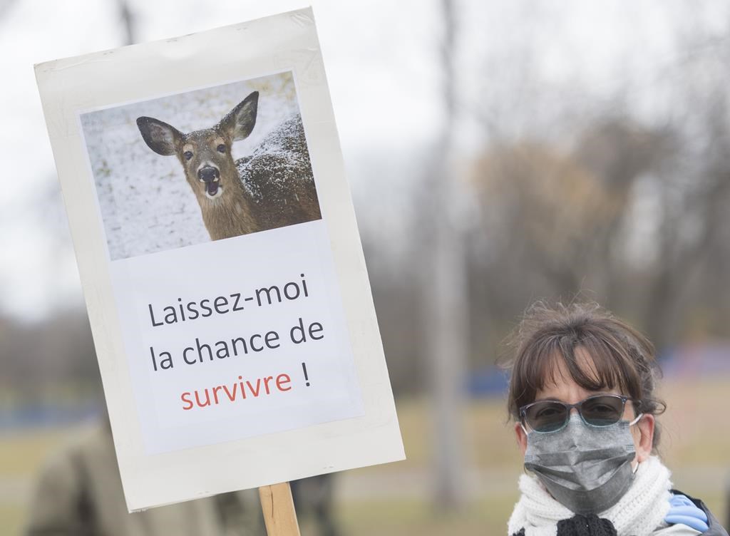 Les organismes opposés à l'abattage des cerfs de Longueuil sont en appel